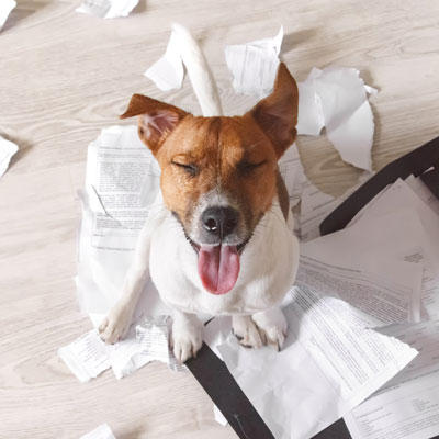 dog with chewed up papers surrounding him